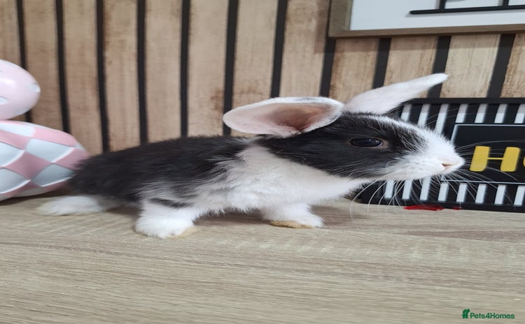 New Zealand rabbits - Advert 1
