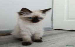 Ragdoll cats for sale: GCCF registered seal and chocolate ragdoll kittens - Image 25