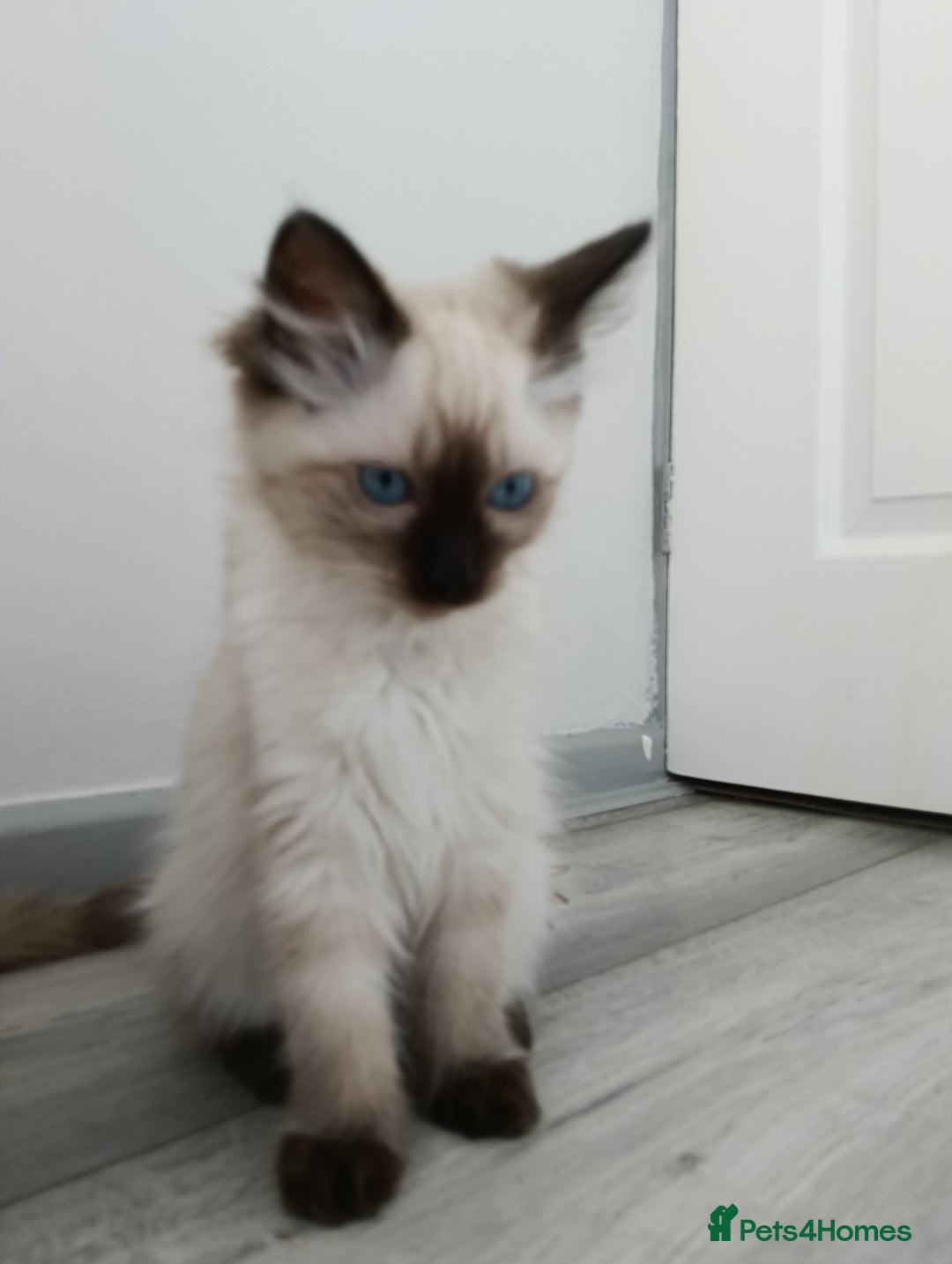 Ragdoll cats for sale: GCCF registered seal and chocolate ragdoll kittens - Image 25