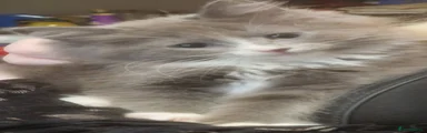 Mixed Breed Kitten 2