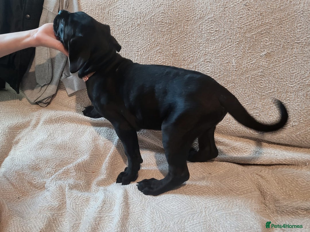 Cane Corso dogs for sale: Cane Corso - Advert 18