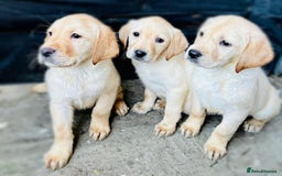 Labrador Retriever dogs for sale: Labrador Puppies  - Image 7