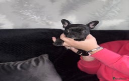 French Bulldog dogs for sale: 5 beautiful French bulldog puppy’s💕💕💙💙💙 - Image 7