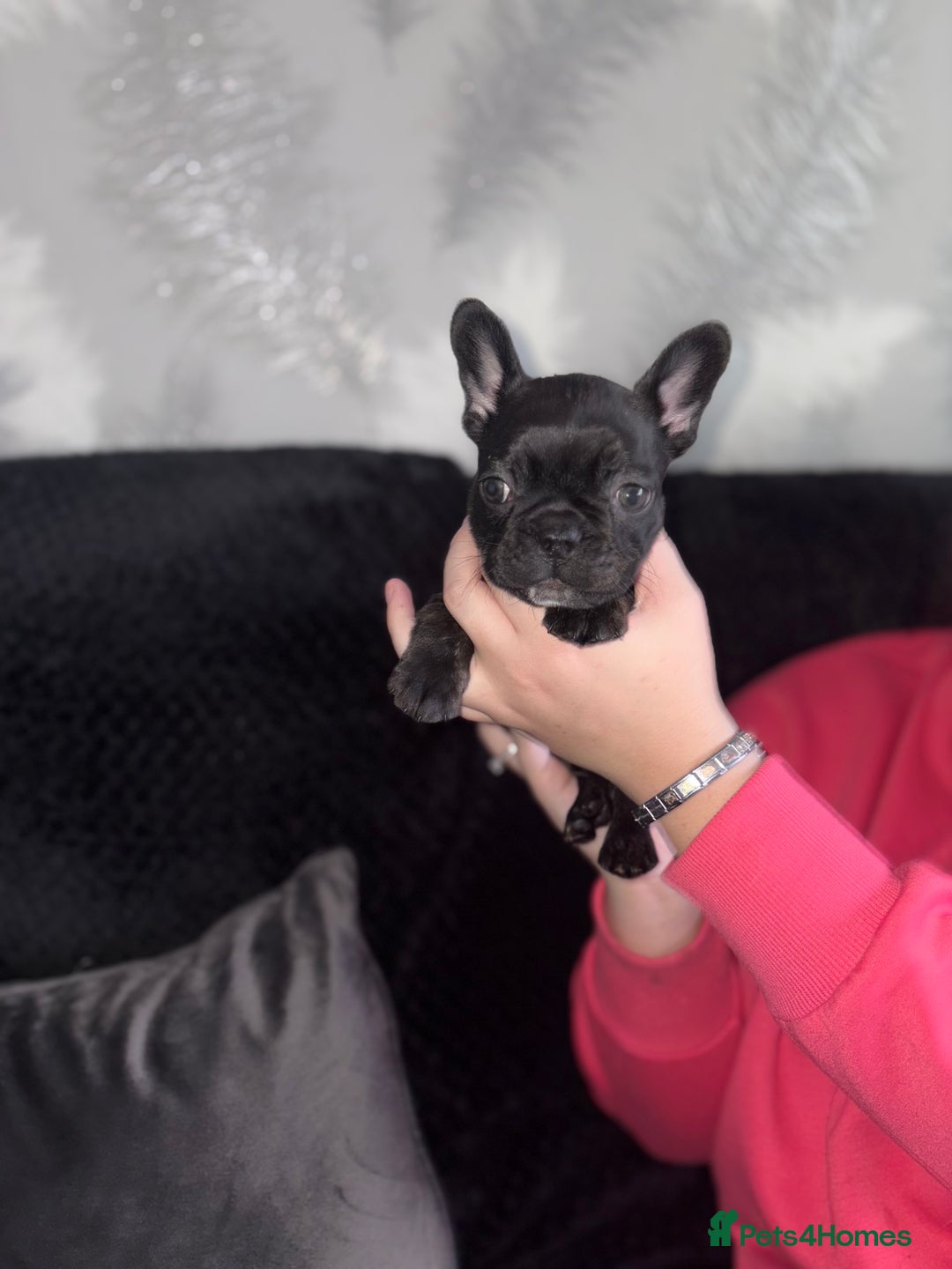 French Bulldog dogs for sale: 5 beautiful French bulldog puppy’s💕💕💙💙💙 - Image 7
