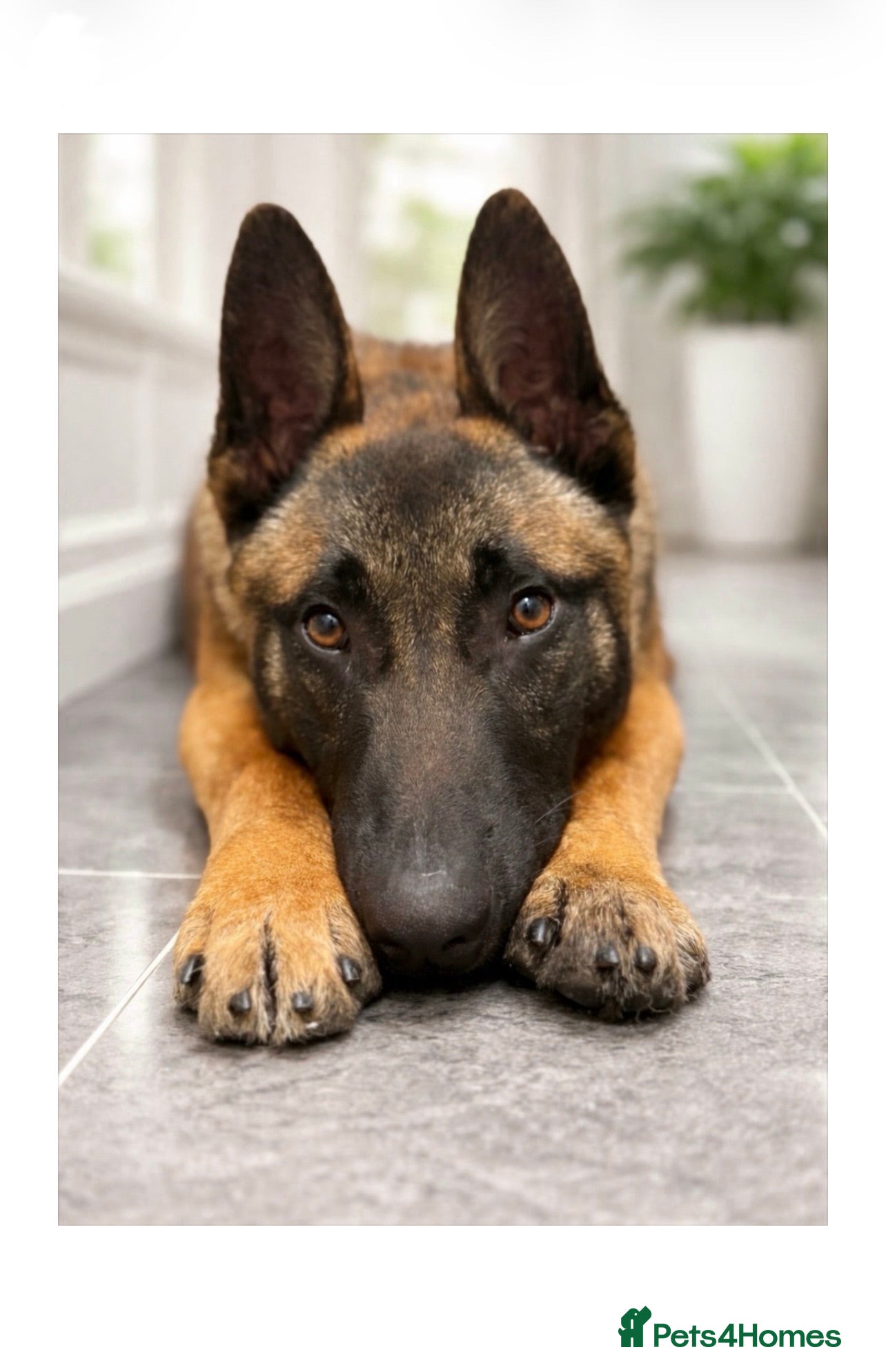 Belgian Shepherd Dog dogs Belgian Shepard Malinois - Advert 9