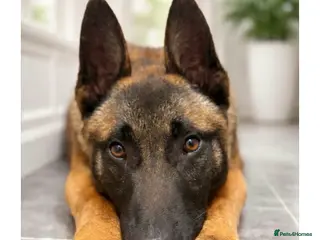 Belgian Shepherd Dog dogs Belgian Shepard Malinois - Advert 1