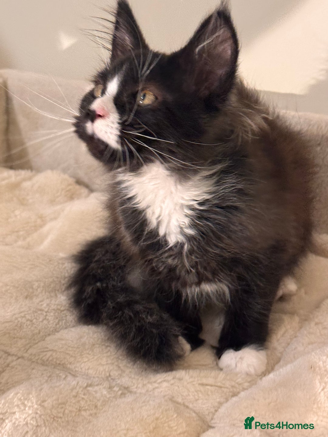 Maine Coon cats for sale: Lala Gorgeous Maine Coon kitten for sale - Advert 3