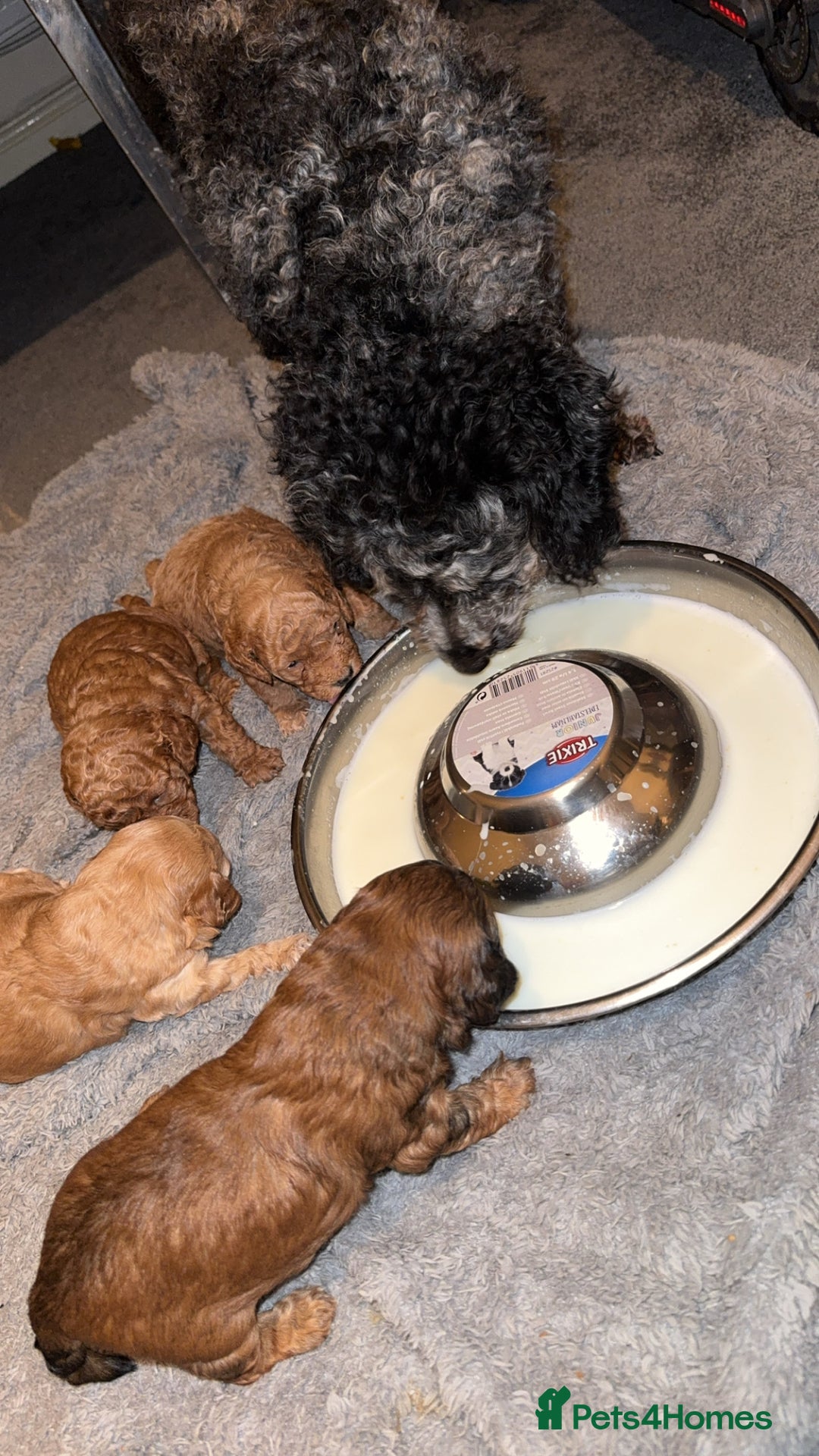 Cockapoo dogs for sale: Cockapoos puppies 😍😍 - Advert 2