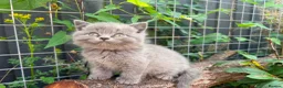British Shorthair cats for sale: Stunning litter of x7 British short hair kittens  - Advert 3
