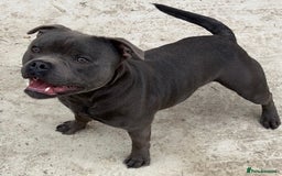 Staffordshire Bull Terrier dogs for stud: SOLID BLUE PIRO x JOKER BLOODLINE in London - Image 3