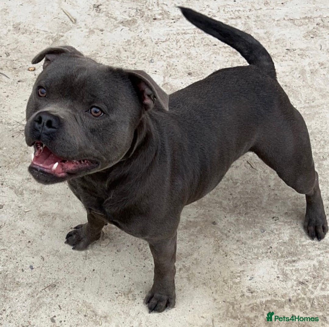Staffordshire Bull Terrier dogs for stud: SOLID BLUE PIRO x JOKER BLOODLINE in London - Image 3