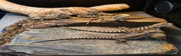 Bearded Dragon reptiles for sale: Bearded Dragon Hatchlings – Black Country Dragons - Advert 1