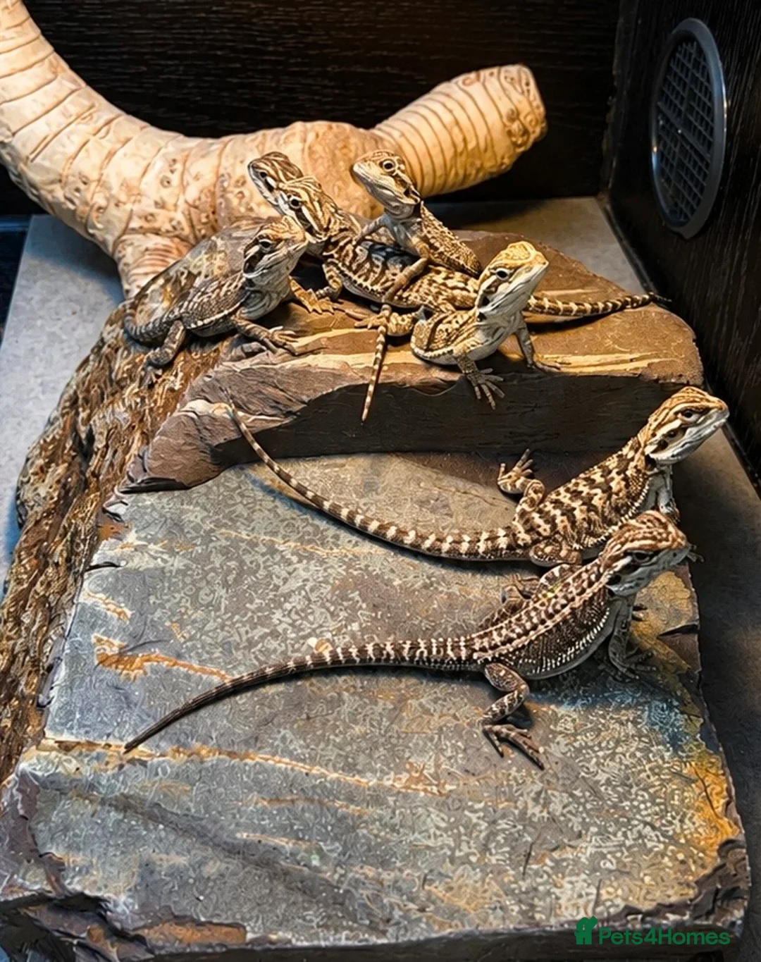 Bearded Dragon reptiles for sale: Bearded Dragon Hatchlings – Black Country Dragons - Advert 1