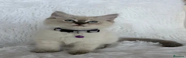 Ragdoll 3