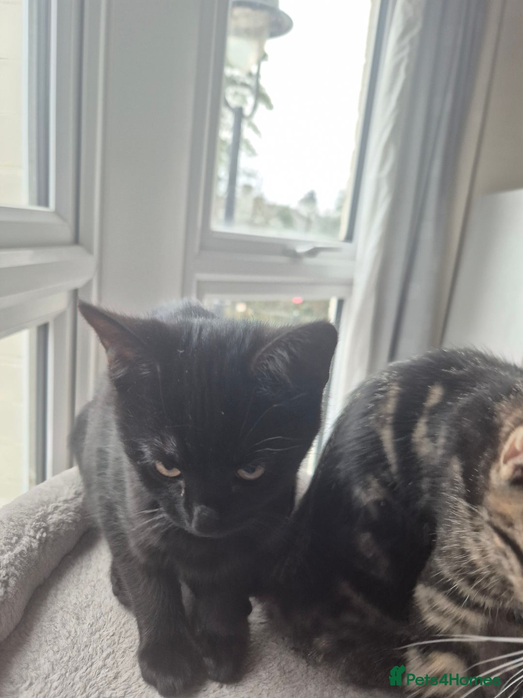 Mixed Breed cats for sale: 5 lovely affectionate kitten looking for home - Advert 23