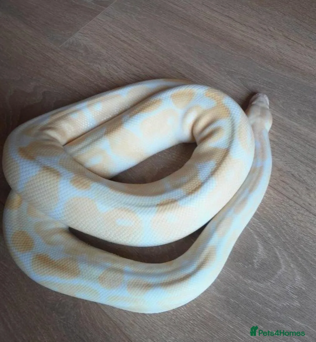 Python Snake reptiles for sale: Female 10 year old albino royal python  in Par - Advert 1
