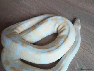 Python Snake reptiles Female 10 year old albino royal python - Advert 4