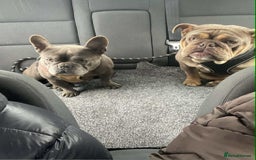English Bulldog dogs for sale: Beautiful English bulldog - Image 8