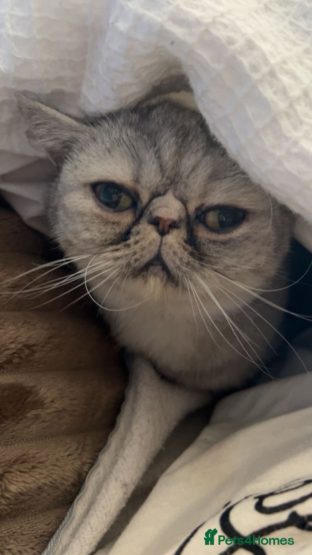 Exotic cats for sale: Exotic shorthair female cat - Advert 2