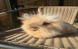 Lionhead rabbits for sale: Pure bred double maned chocolate torte lionhead  - Image 7