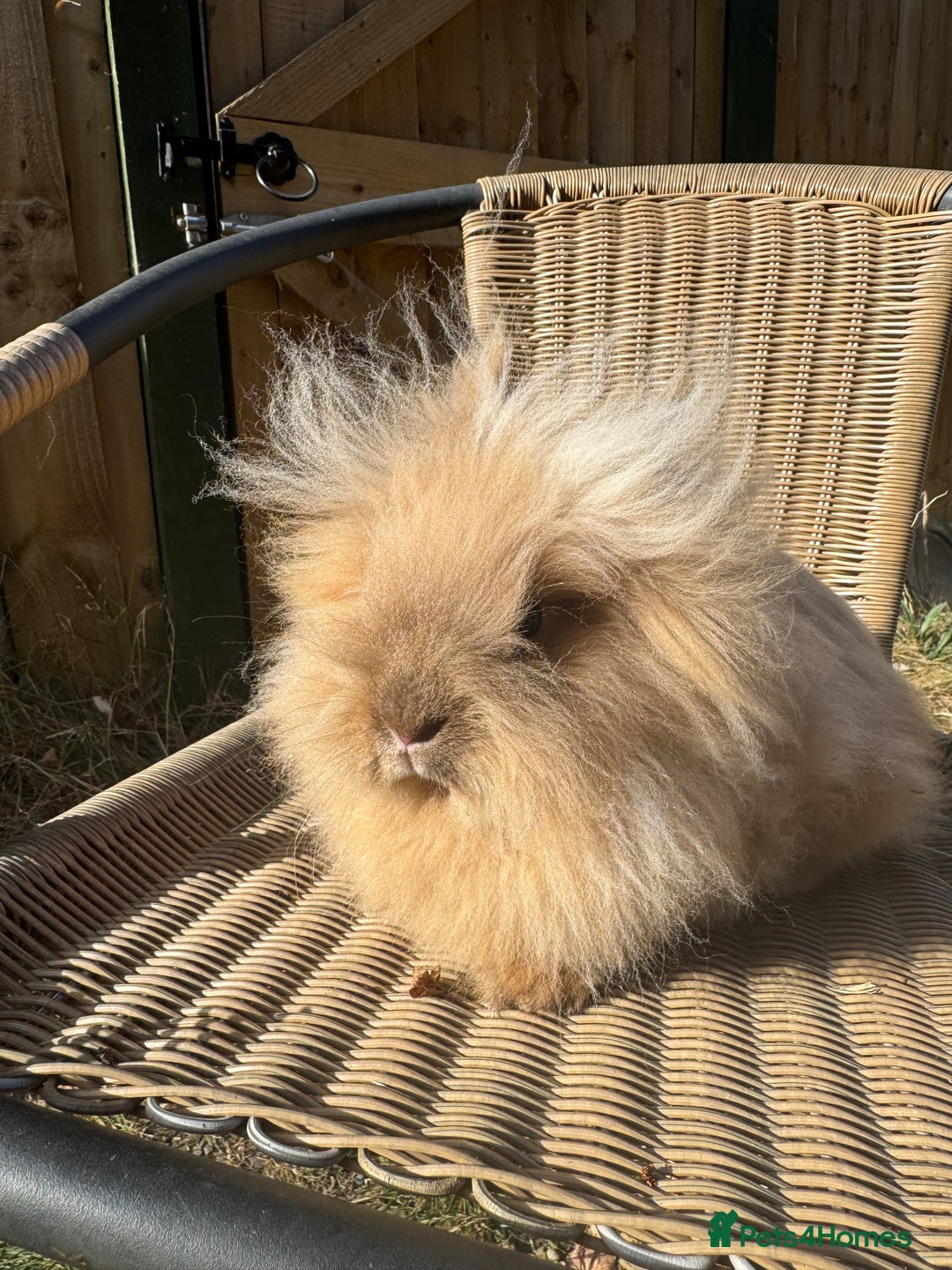 Lionhead rabbits for sale: Pure bred double maned chocolate torte lionhead  - Image 7