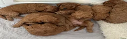 Cavapoo dogs for sale: F1B Cavapoo Puppies Looking For Forever Homes - Advert 11