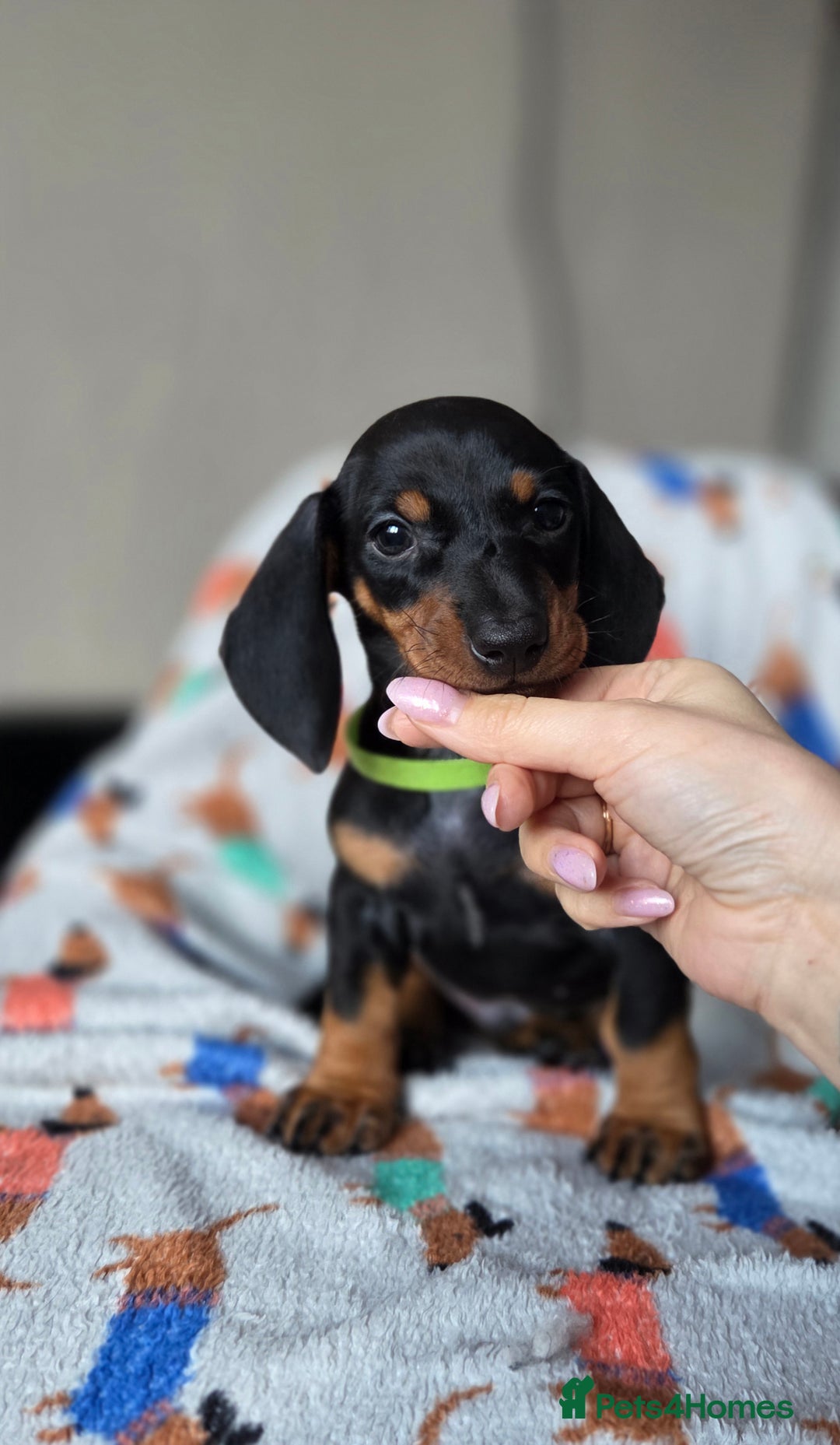 Dachshund dogs for sale: Kc Standard  dachshund - Advert 1