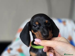 Dachshund dogs Kc Standard dachshund - Advert 6