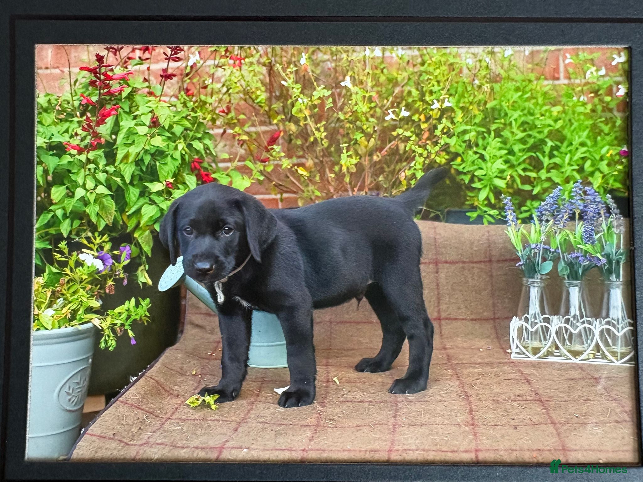 Labrador Retriever dogs Labrador - Advert 2