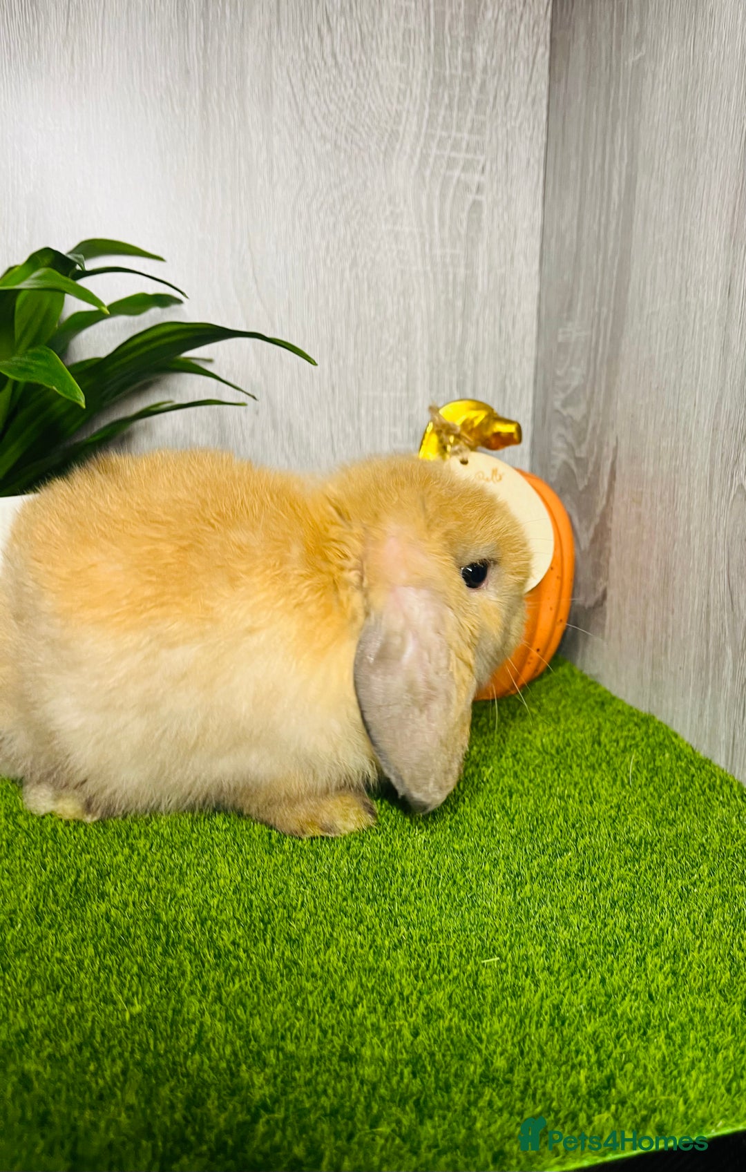 Mini Lop rabbits for sale: 🐰 Pedigree purebred Miniture Lop Kits 🐰 - Image 12