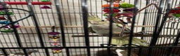 Cockatiels birds for sale: Baby pearl cockatiel hand tame and friendly  - Advert 15