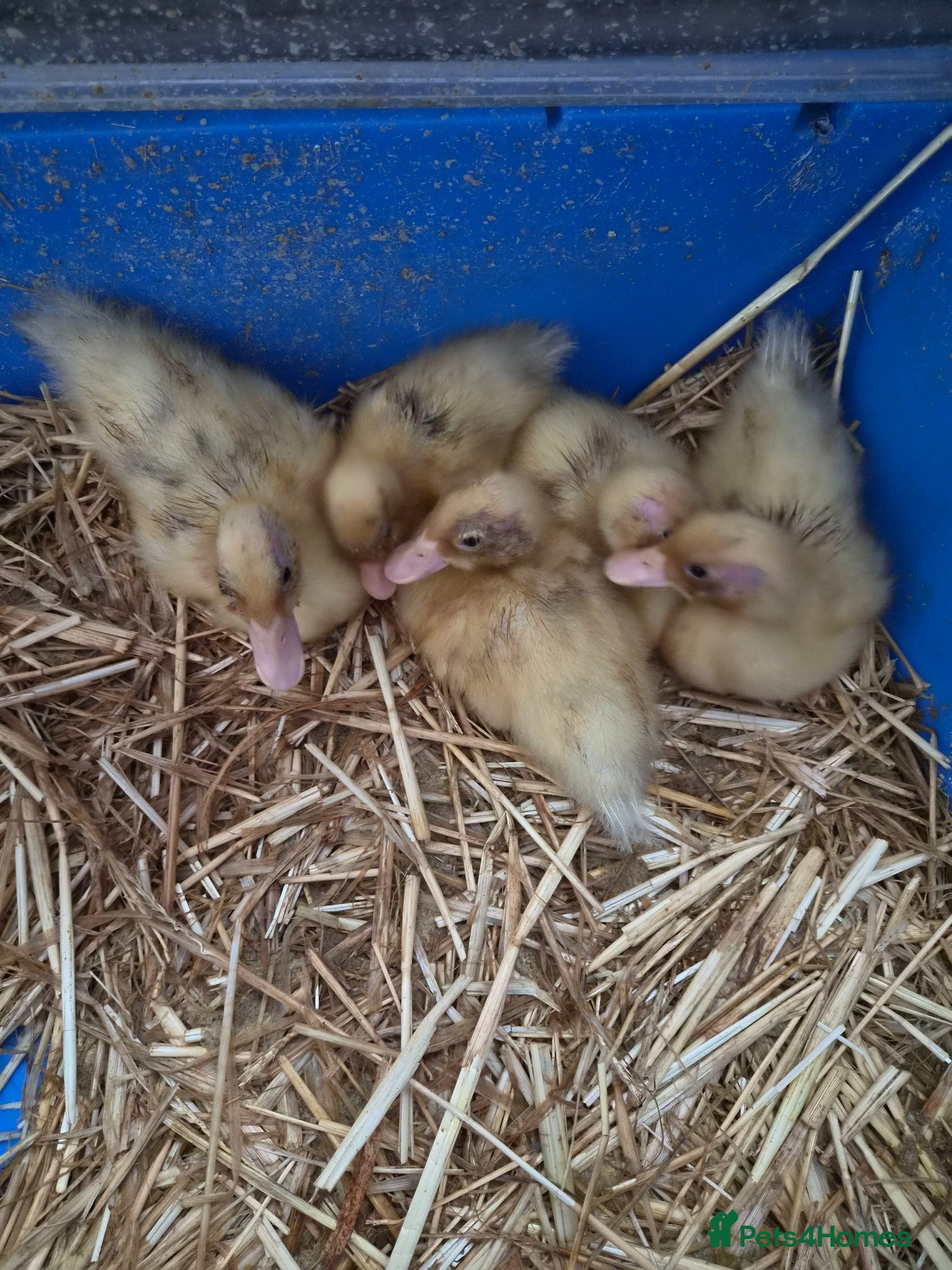Ducks poultry for sale: 5 call ducklings for sale £30 each  in Manchester - Advert 3