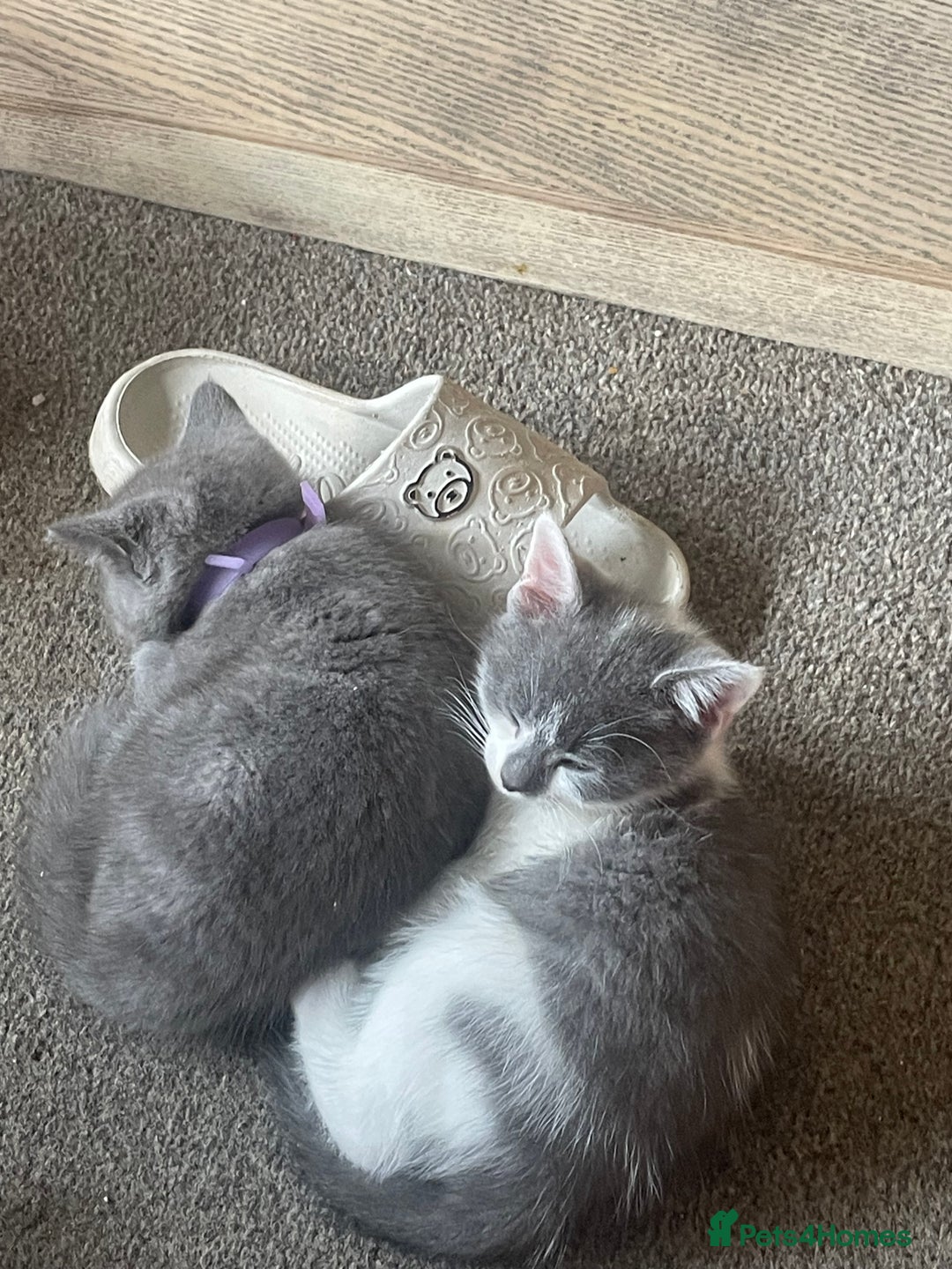 British Shorthair cats for sale: 5 kittens mixed litter 9 weeks old, ready now!  - Image 22