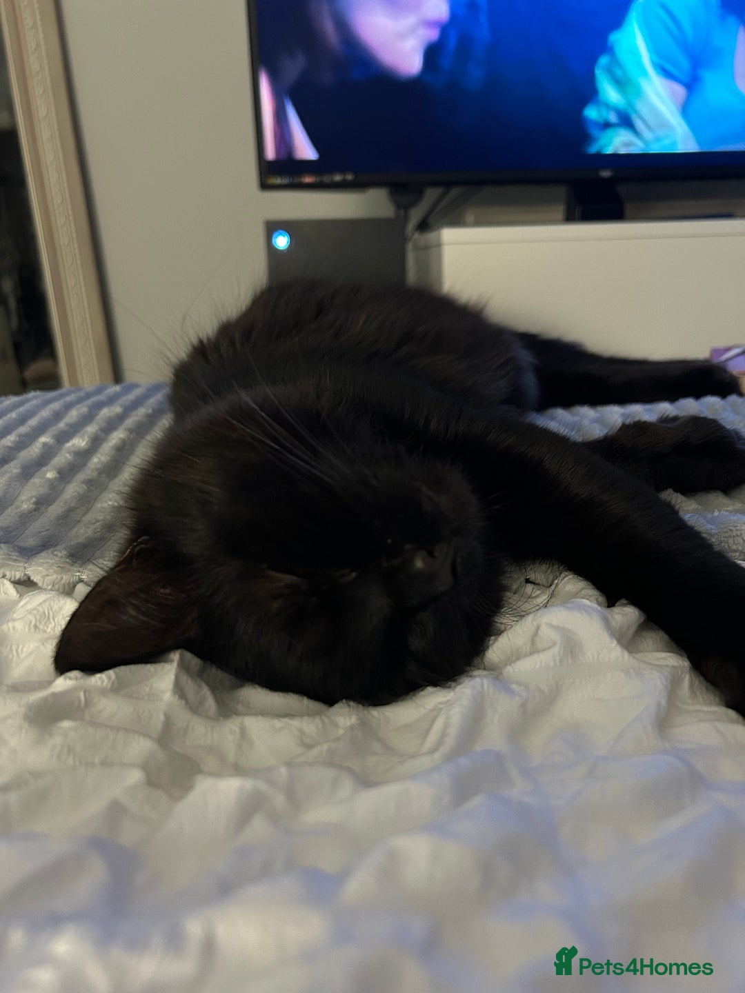 RagaMuffin cats for sale: Cat, Oreo - Advert 6