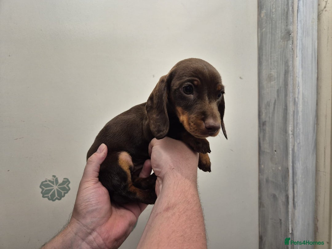 Miniature Dachshund dogs for sale: Miniature dashound in Y Felinheli - Image 8