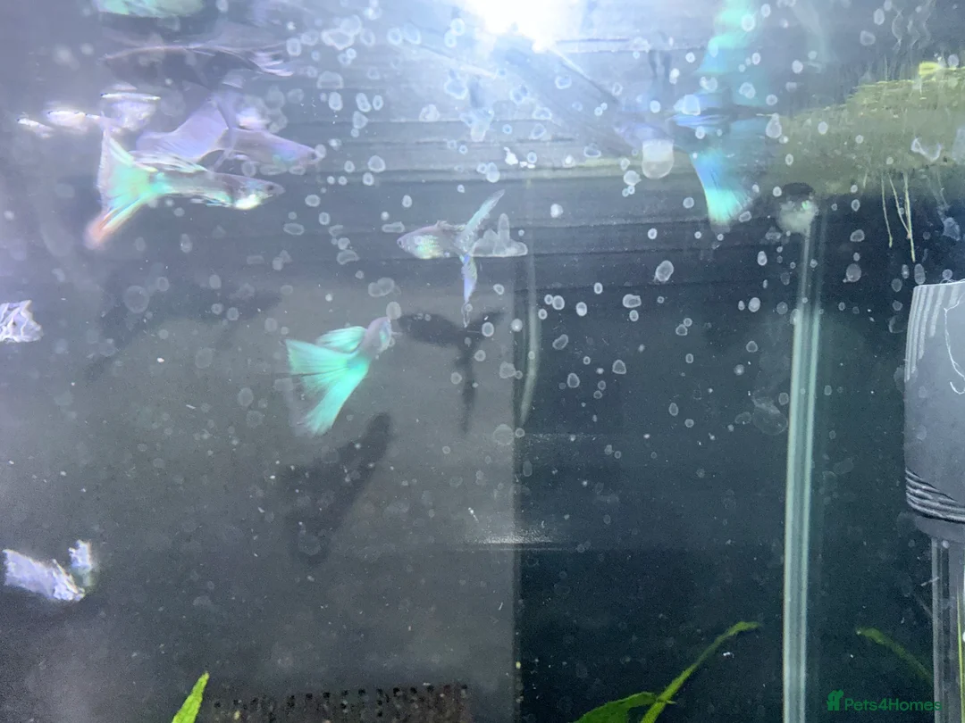 Cichlids fish for sale: GUPPIES / cichlids / SHRIMP/ platty  - Advert 3