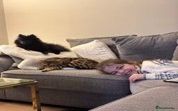 Bengal cats for sale: Friendliest bengal you will ever meet - Image 5