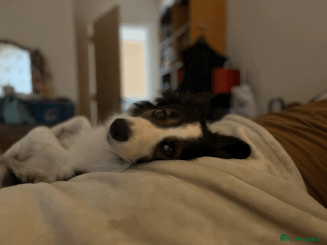 Border Collie dogs for stud: Ridely  - Advert 2