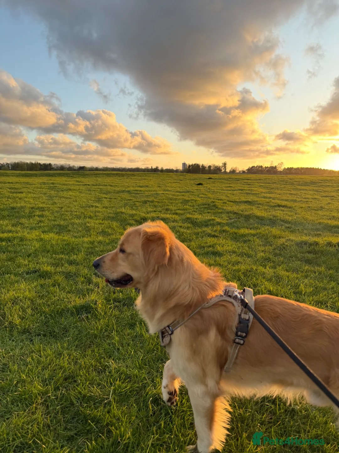 Golden Retriever dogs for stud: Golden Retriever Stud Available – Handsome, Gentle - Advert 2