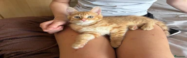 Current name - Puss