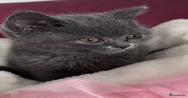 British Shorthair cats - Advert 10
