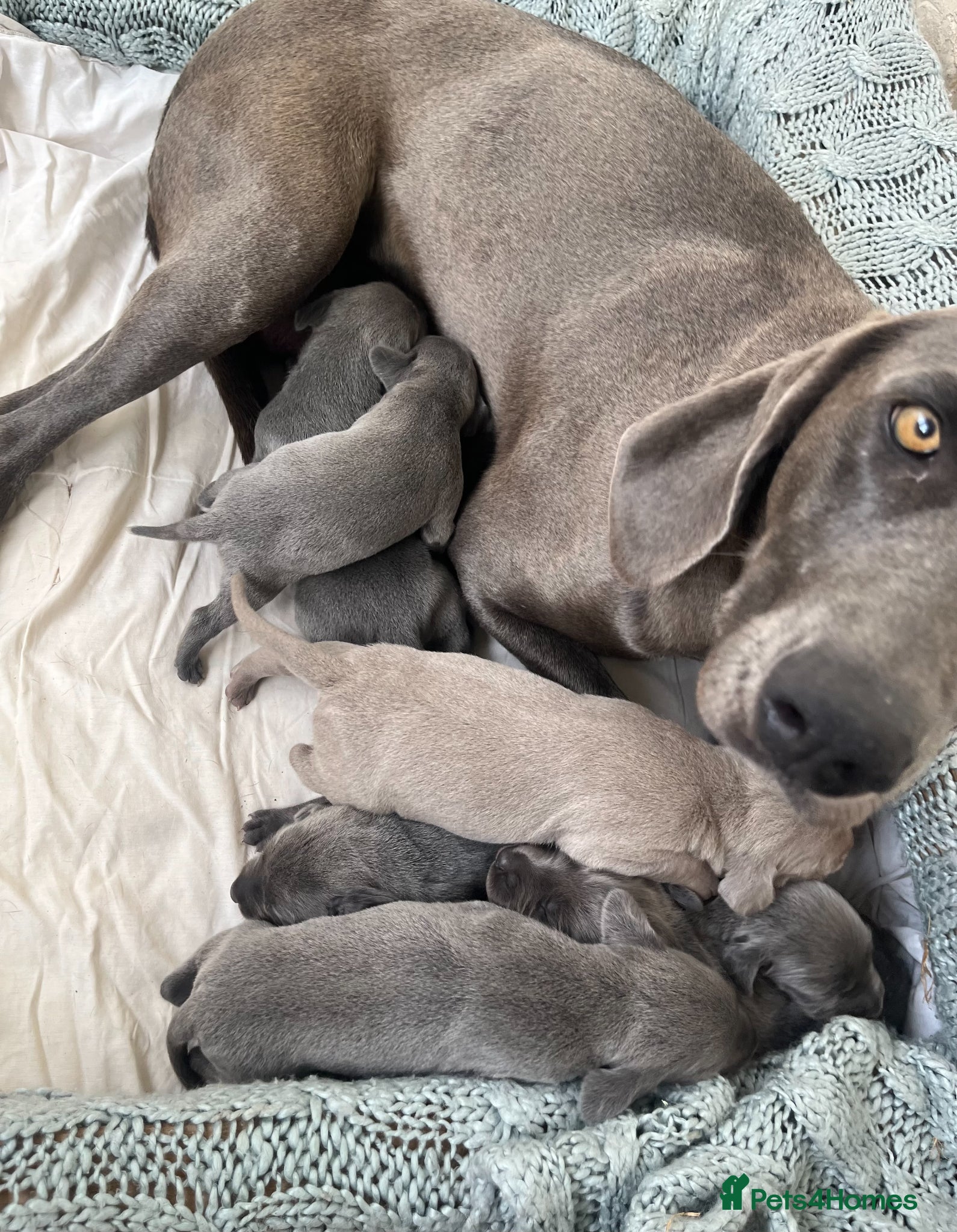 Weimaraner dogs for sale: BLUE and SILVER Purebred pups from KC reg Weims - Advert 4