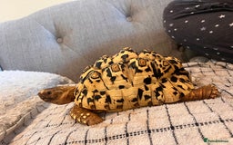 Tortoise reptiles for sale: 4 year old leopard tortoise - Image 1