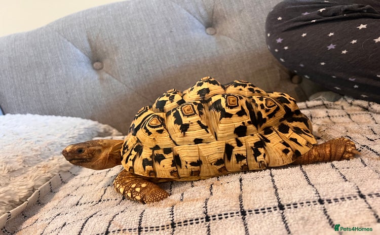 Tortoise reptiles - Advert 4