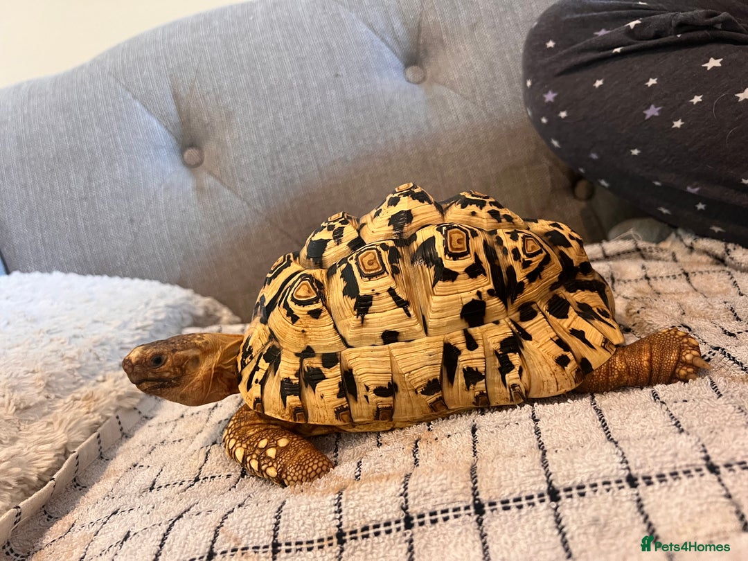 Tortoise reptiles for sale: 4 year old leopard tortoise - Image 1