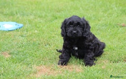 Cavapoo dogs for sale: Beautiful Cavapoo puppies for sale - Image 25