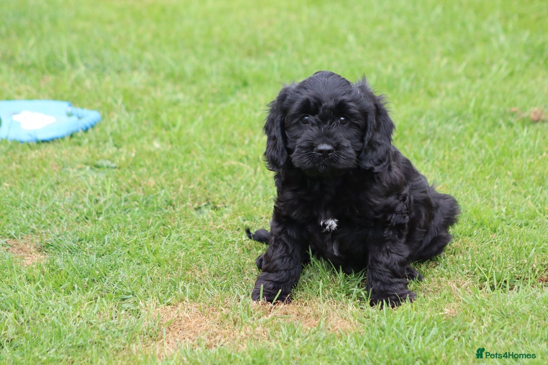 Cavapoo dogs for sale: Beautiful Cavapoo puppies for sale - Image 25