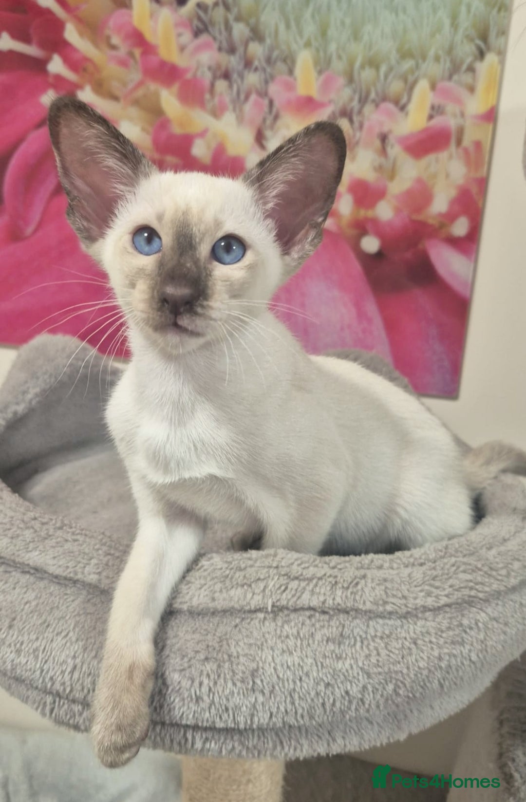 Siamese cats for sale: GCCF Registered Chocolate Tortie Siamese Girl. - Advert 8