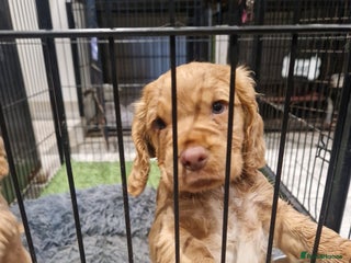 Cocker Spaniel dogs Working Cocker Spaniel - Advert 10