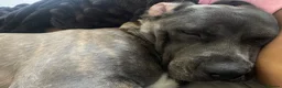 Cane Corso dogs for sale: Luna  - Advert 8